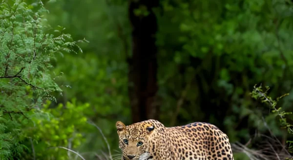 Leopards of Central India