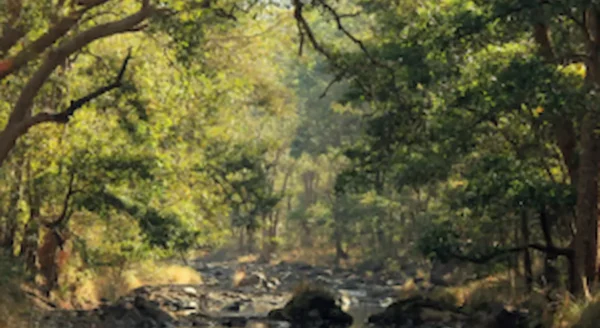 Unveiling Kanha: Beyond the Safari