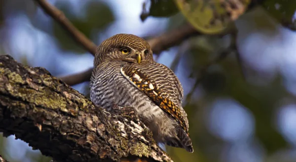 Exploring the Avian Wonders of Kanha Jungle