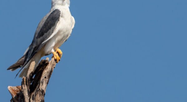Birdwatching in Tadoba: A Paradise for Bird Enthusiasts