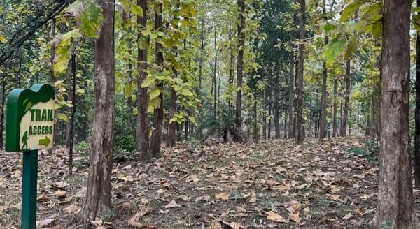 Flora of Rukhad: Exploring the Rich Plant Life