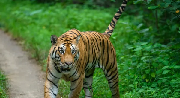 Exploring the Rich Wildlife of Pench Jungle