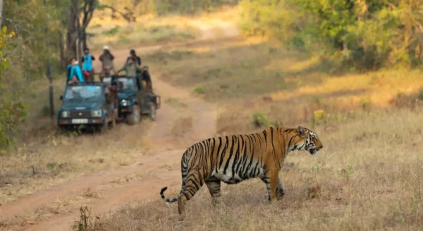 Unveiling the Seasons of Tadoba Jungle: A Nature Lover’s Guide