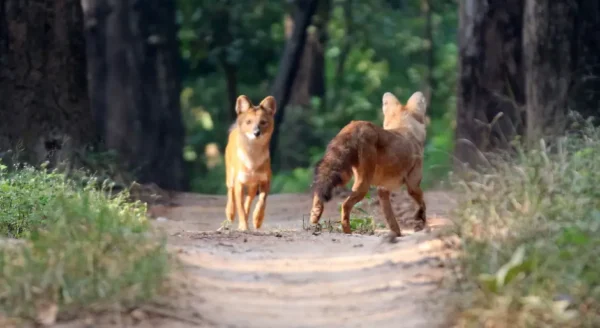 Exploring the Avian Wonders of Kanha Jungle