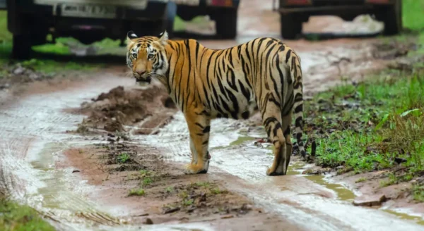 Tiger Tales: Guardians of Tadoba’s Wilderness