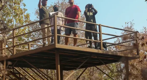 Exploring the Untamed Beauty: Pench Jungle