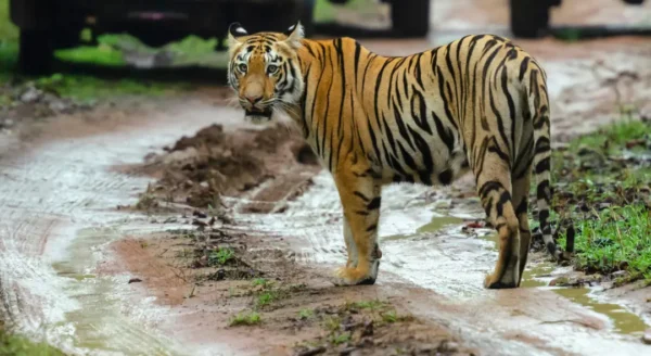 Travel Guide for the Best Tiger Safari in India