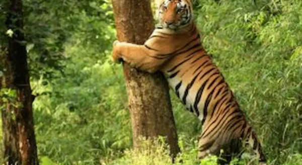 Kanha Safari Packages: Explore the Heart of the Jungle with Jungle Camps India