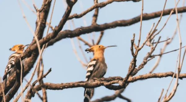 Birdwatcher’s Haven: The Avian Wonders of Rukhad Jungle Camp