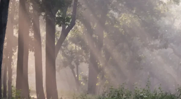 Exploring the Hidden Gems of Rukhad Jungle