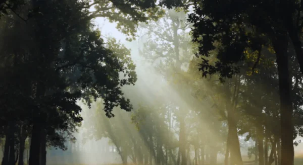 The Flora of Kanha: A Botanical Paradise