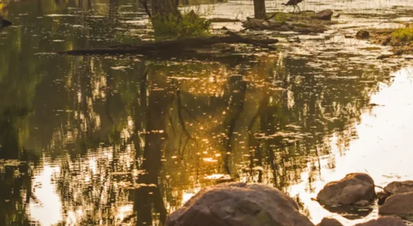 Exploring the Enchanting Wildlife of Pench National Park
