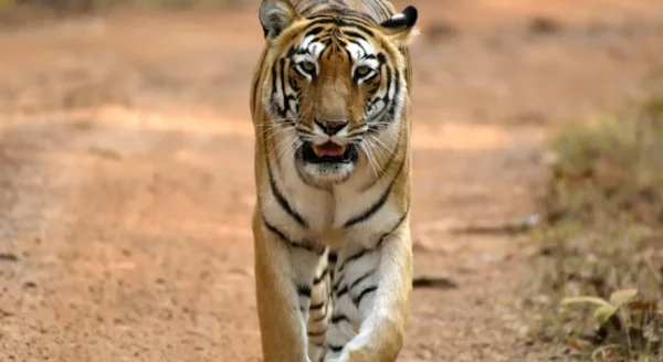 Tadoba Jungle Camp: Embrace the Wild with All the Comforts of Home