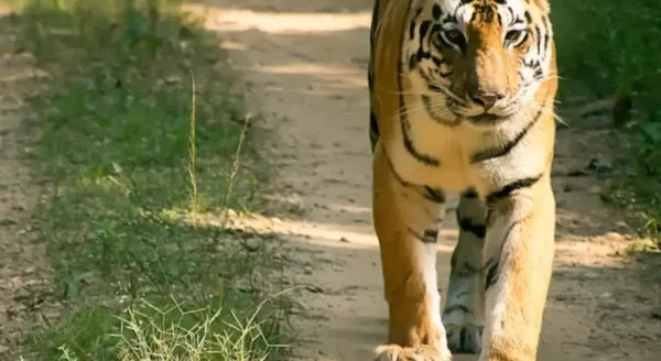 Discover the Untamed Beauty of Kanha National Park: Your Ultimate Guide to Kanha Jungle Camp and Jungle Safaris
