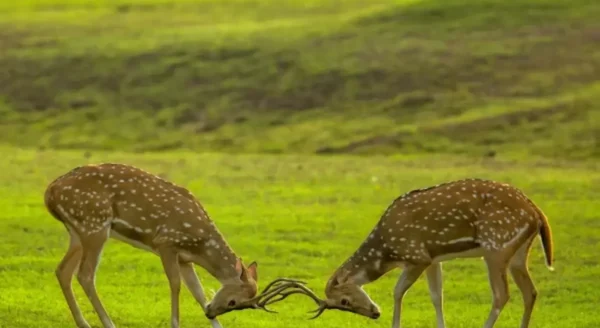 Embrace the Wild at Tadoba Jungle Camp Resort in Tadoba- Your Safari Paradise
