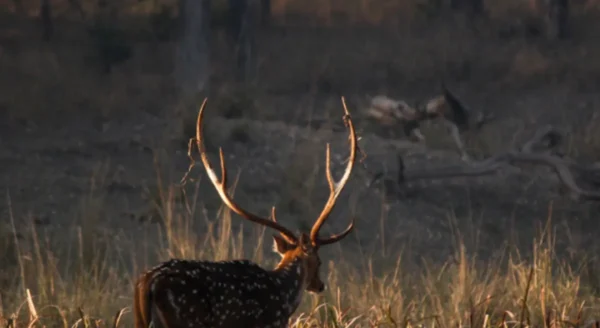 Discover the Enchanting Surroundings: Best Places to Visit Near Pench National Park