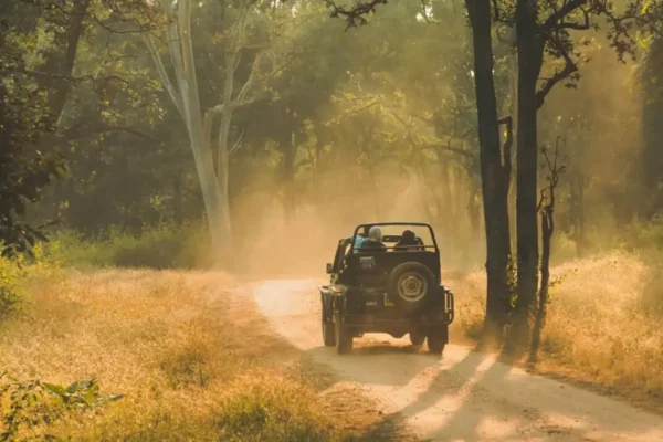 Into the Heart of the Wild: Why Pench Jungle Camp Should Be Your Next Safari Adventure