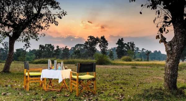 Reconnect with Nature: Why Kanha Jungle Camp is the Ideal Eco-Retreat