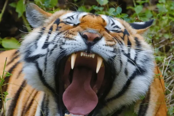 Communication in Tigers