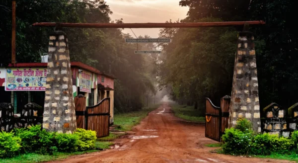 Discovering Tadoba National Park: Maharashtra’s Wild Treasure