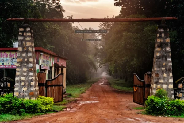 Discovering Tadoba National Park: Maharashtra’s Wild Treasure