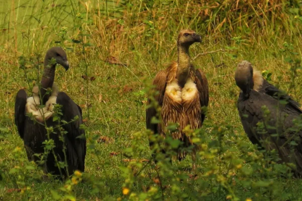 Nature’s Clean-Up Crew: The Vultures of India