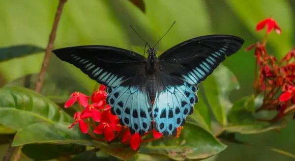 The Big Blue Mormon: Pride of Maharashtra
