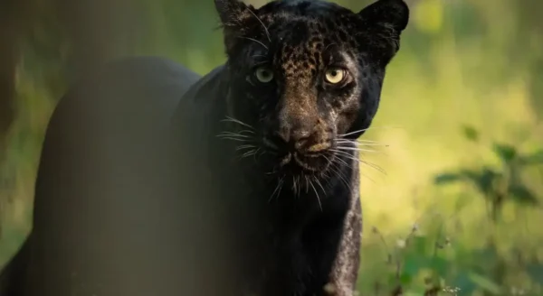 Why Are Wildlife Photographers Rushing to Mogarkasa Zone in Pench Right Now?